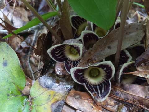 Imagem de Hexastylis speciosa Harper