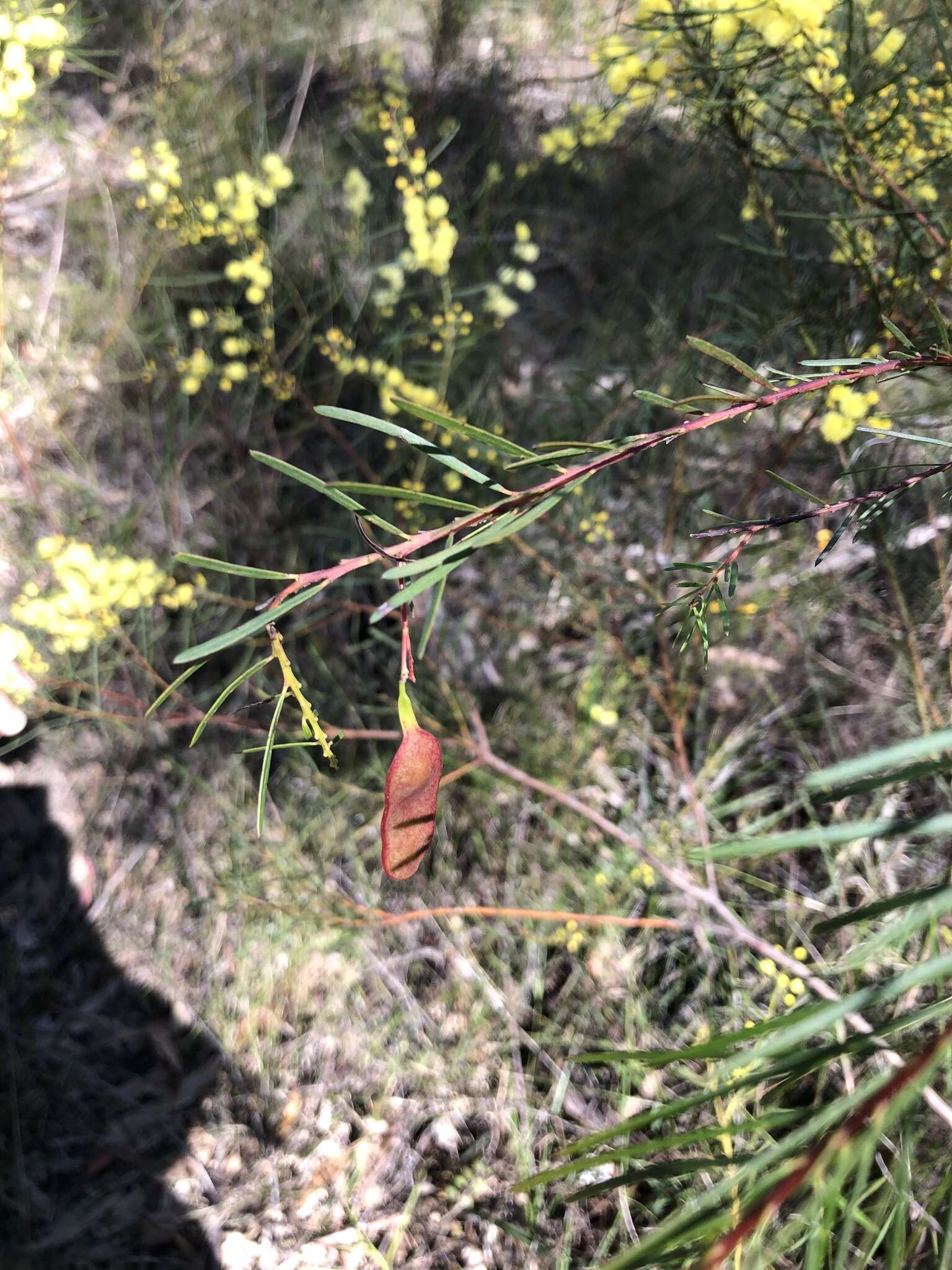 Imagem de Acacia linifolia (Vent.) Willd.