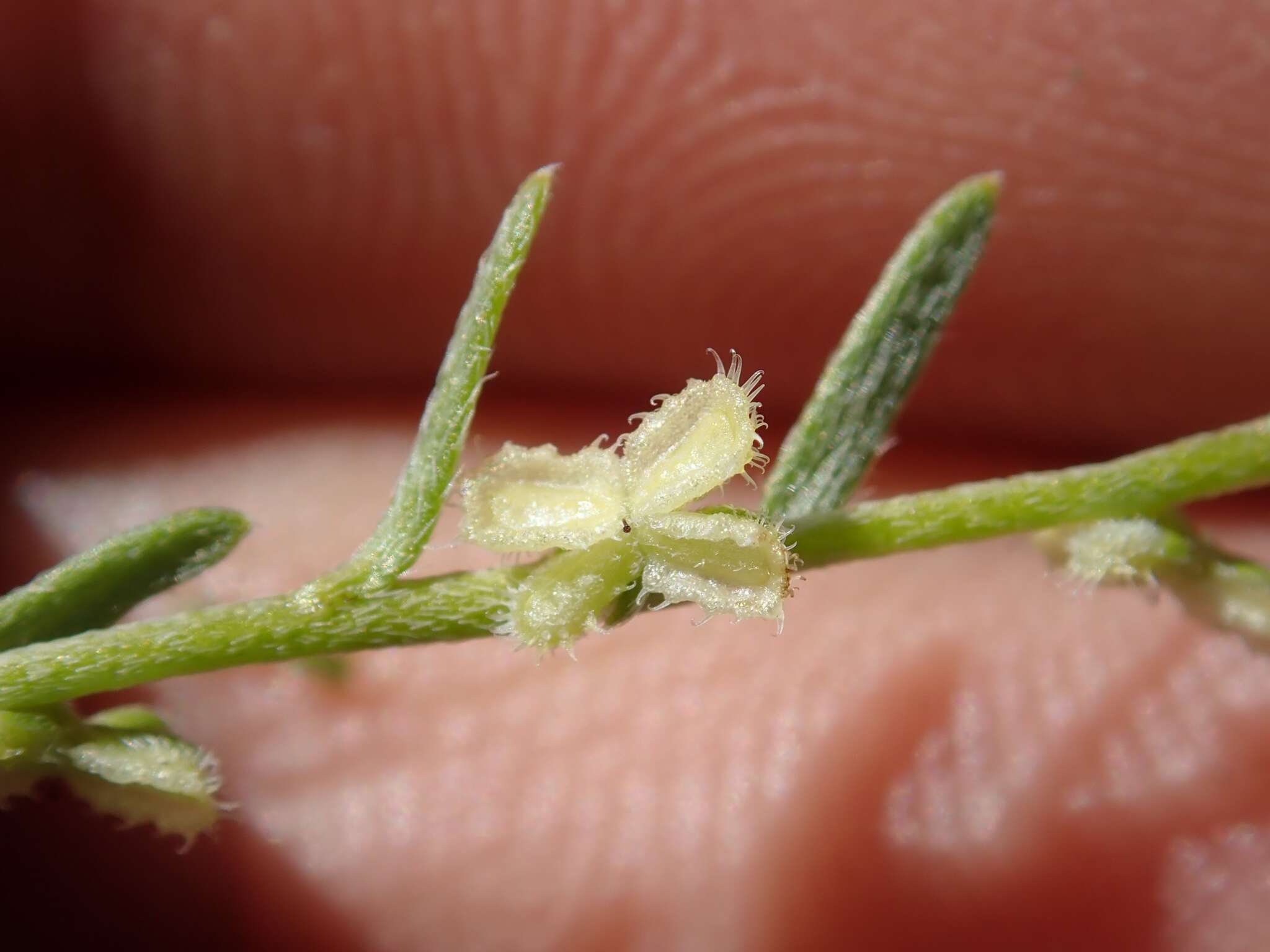 Plancia ëd Pectocarya anisocarpa Veno