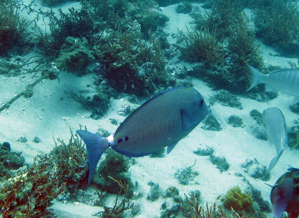 Image of Yellowspotted Sawtail