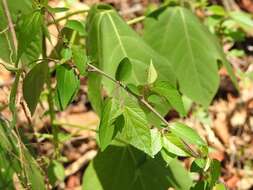 Image de Acalypha chiapensis Brandegee