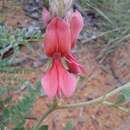 Image of Indigofera pongolana N. E. Br.