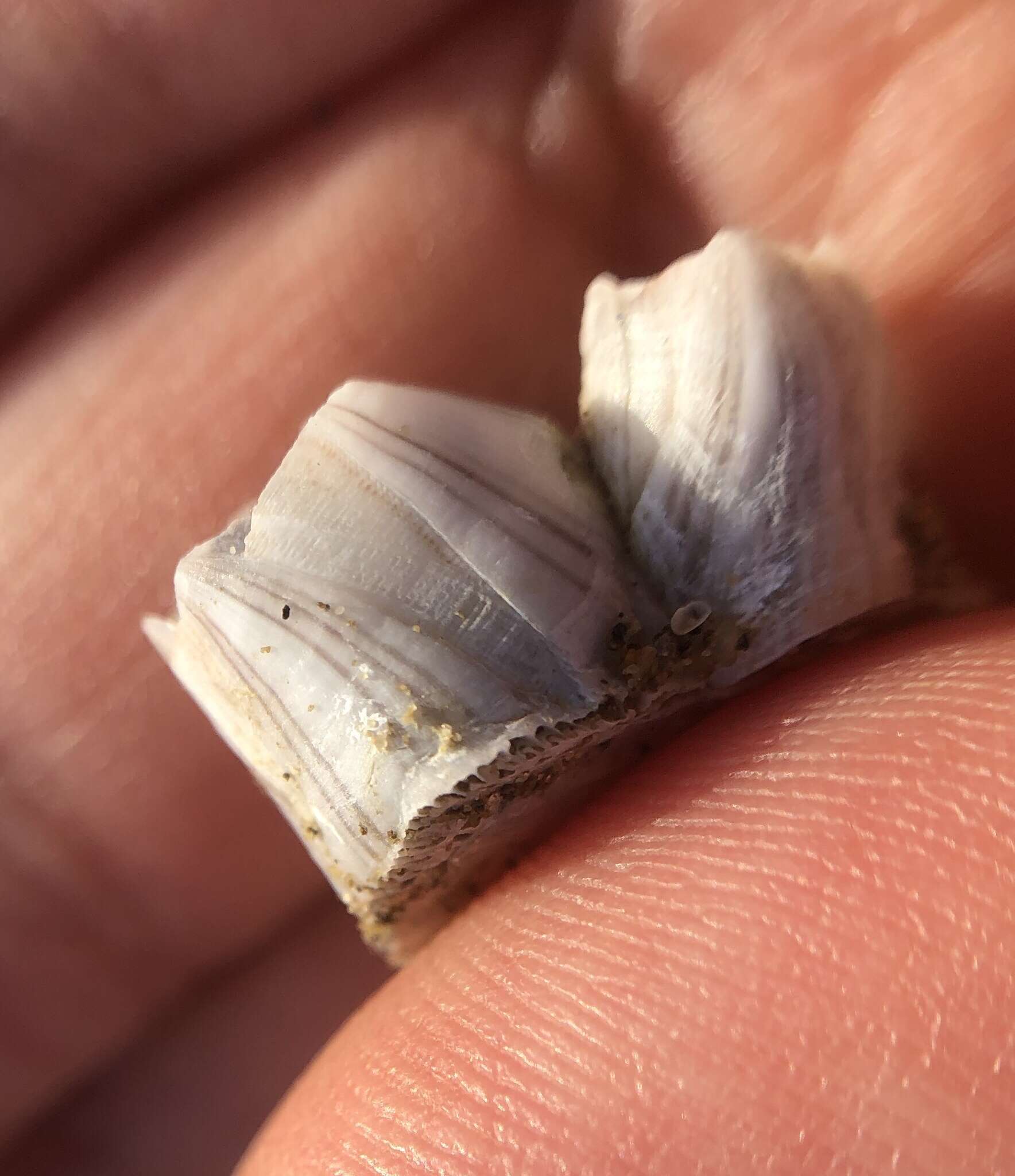 Image of Striped barnacle