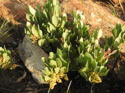 Image of Searsia magalismontana subsp. magalismontana