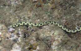 Image of Hawaiian spotted snake eel