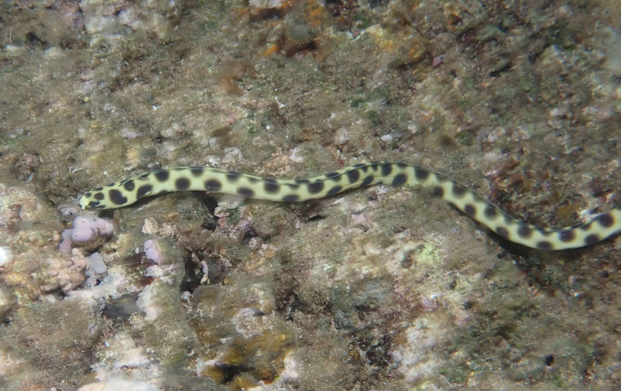 Image of Hawaiian spotted snake eel