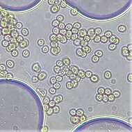 Plancia ëd Penicillium brevicompactum Dierckx 1901