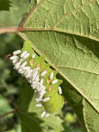 Cotesia congregata bracovirus resmi