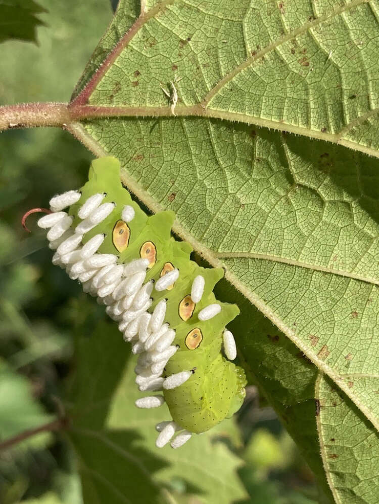 Cotesia congregata bracovirus resmi