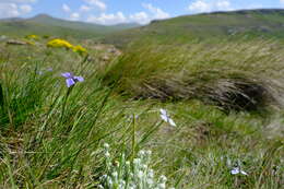 Image of Moraea dracomontana Goldblatt