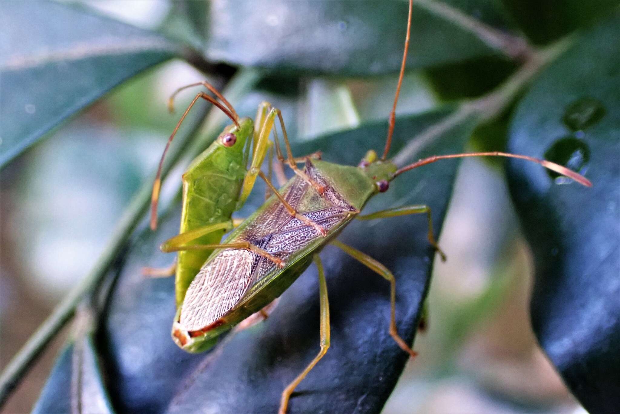 Amblypelta nitida Stål 1873的圖片