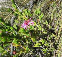 Image of Pentagonal Spoonfig