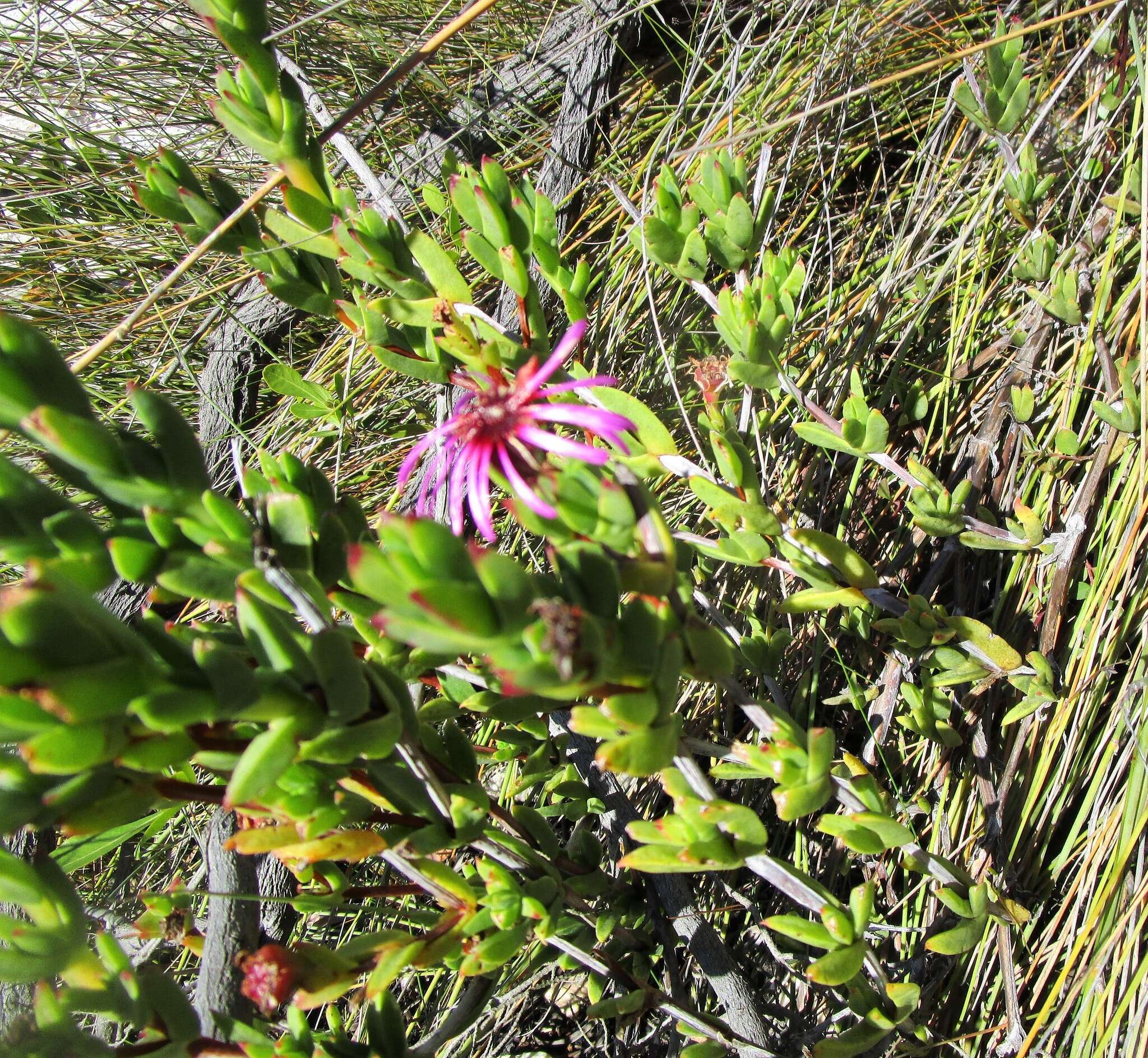 Image of Pentagonal Spoonfig