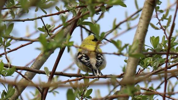 Spinus tristis jewetti Van Rossem 1943的圖片