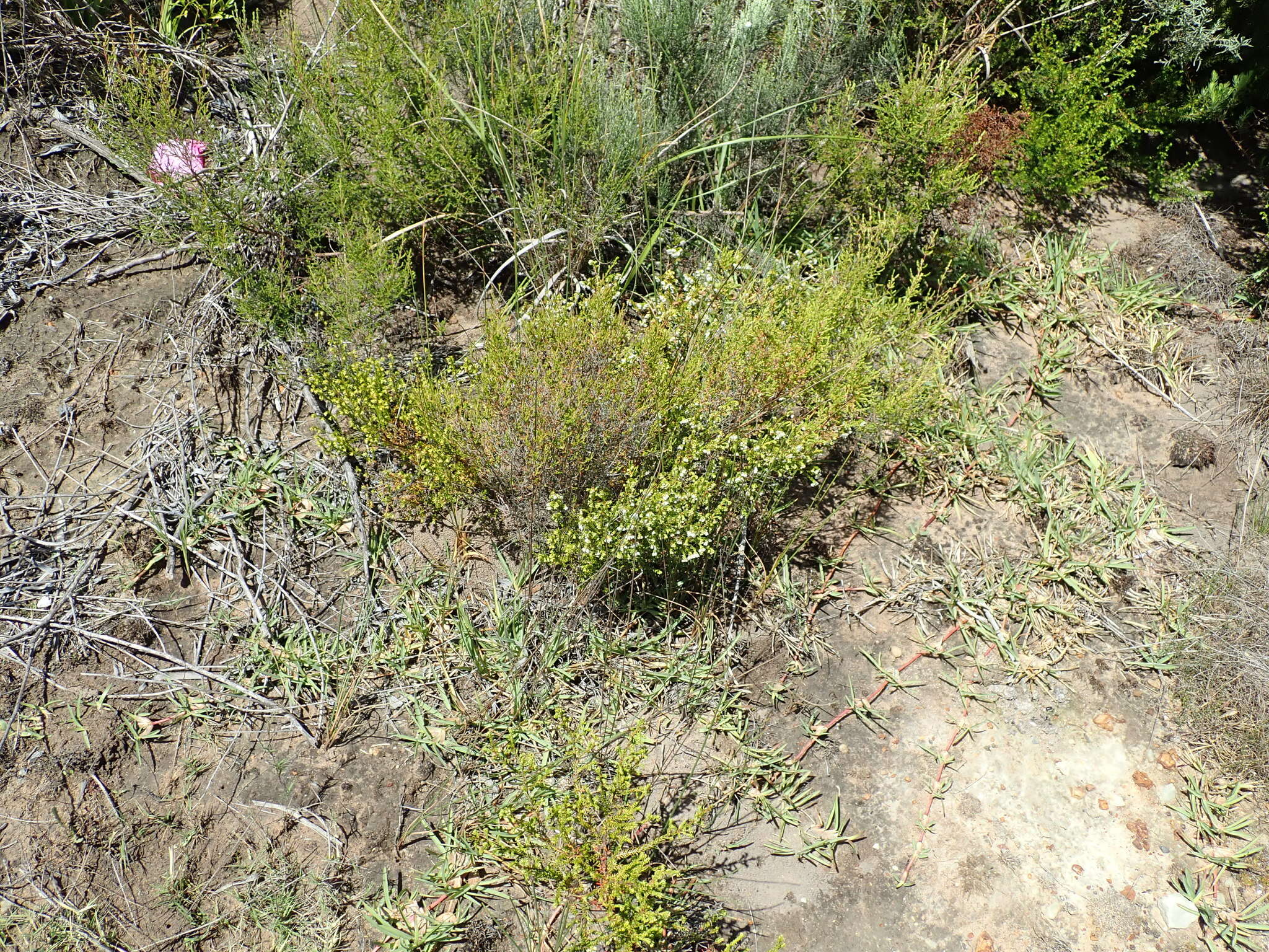 Image of Erica subdivaricata Berg.