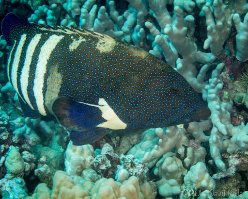 Image of Argus Grouper