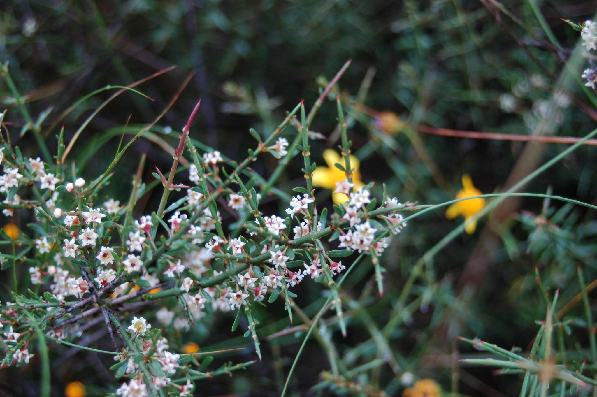 Adolphia infesta (Kunth) Meissn. resmi