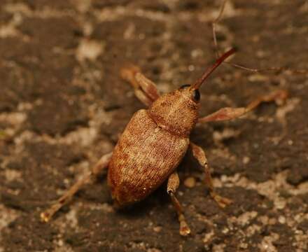 Sivun Curculio elephas Fabricius & J. C. 1781 kuva