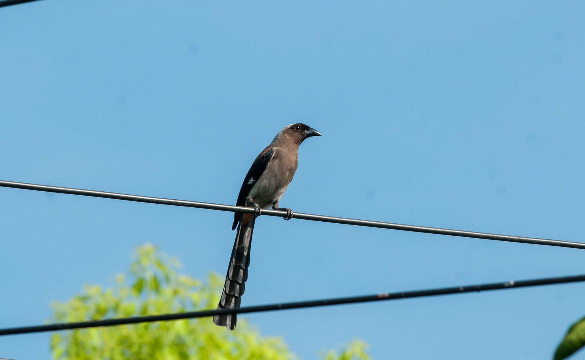 Image of Grey Treepie