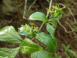 Sivun Orixa japonica Thunb. kuva