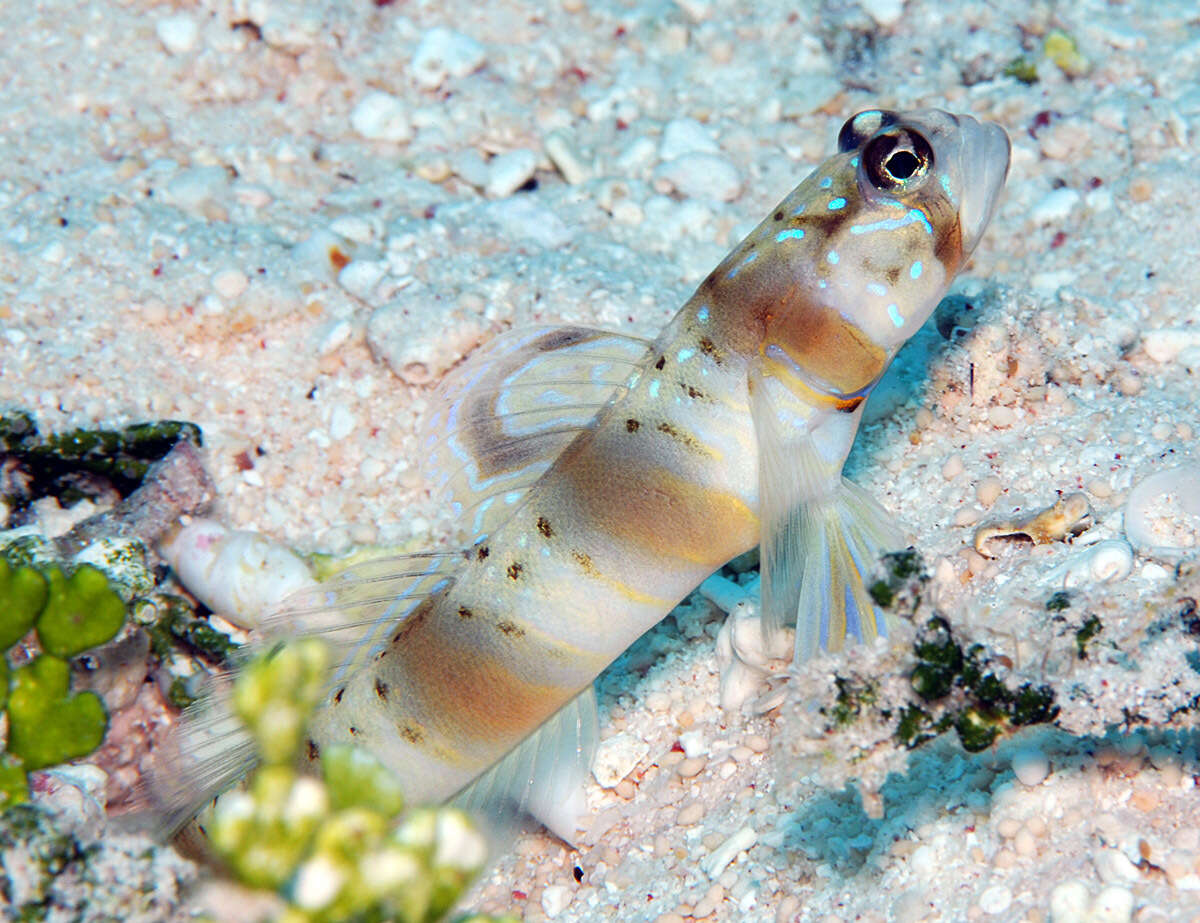 Image of Arcfin shrimpgoby