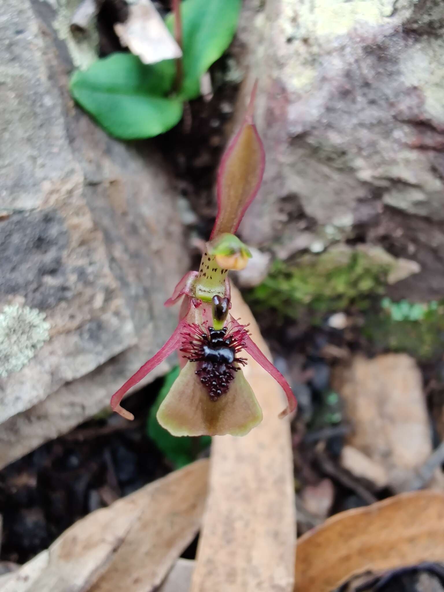 Imagem de Chiloglottis seminuda D. L. Jones