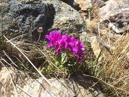 Image of Primula hirsuta All.