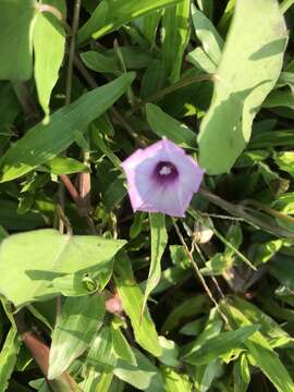 Plancia ëd Ipomoea triloba L.