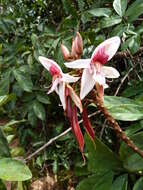 Image of Duparquetia orchidacea Baill.