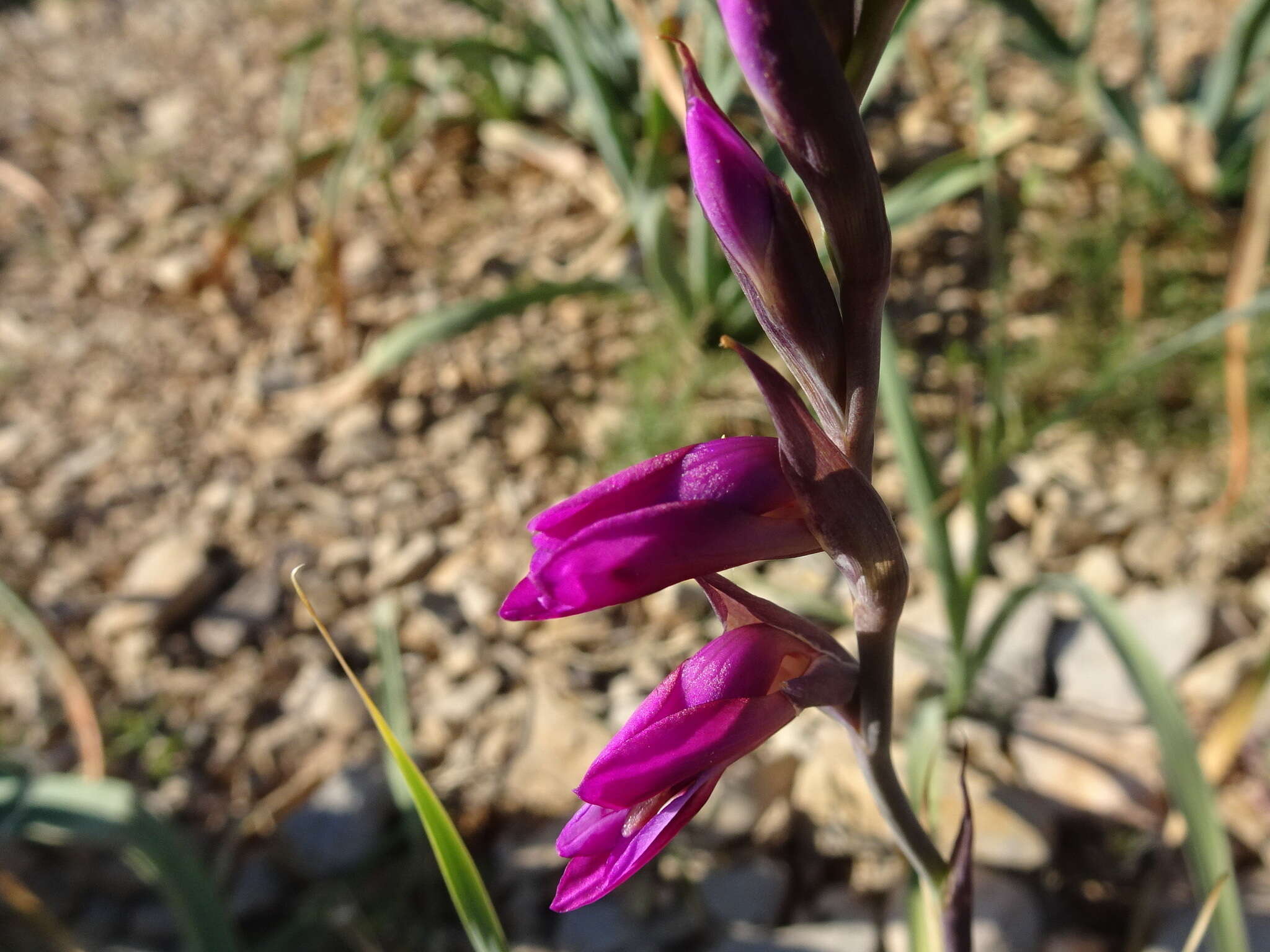 Image of Common Sword Lily