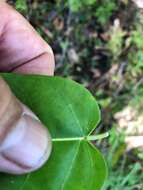 صورة Leichhardtia rostrata (R. Br.) P. I. Forst.