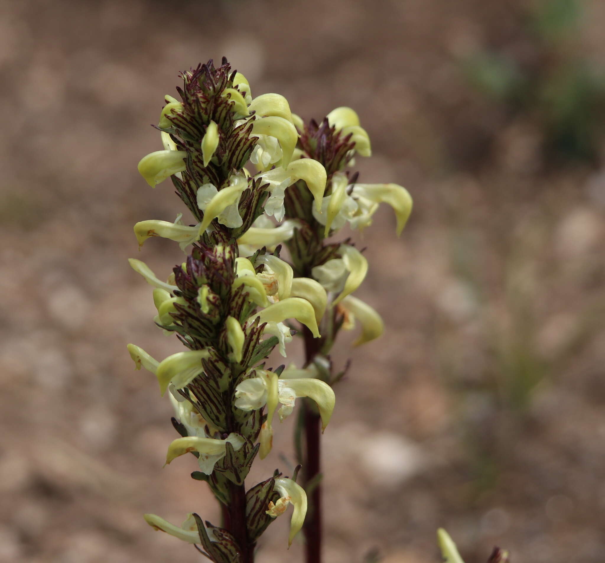 Image de Pedicularis parryi A. Gray