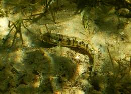 Image of Half-bridled goby