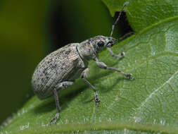 Polydrusus (Eurodrusus) cervinus (Linnaeus 1758) resmi