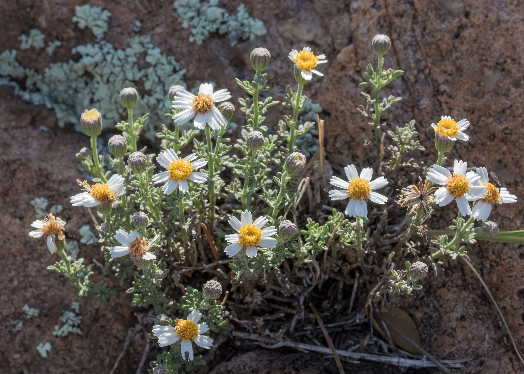 Imagem de Perityle coronopifolia A. Gray