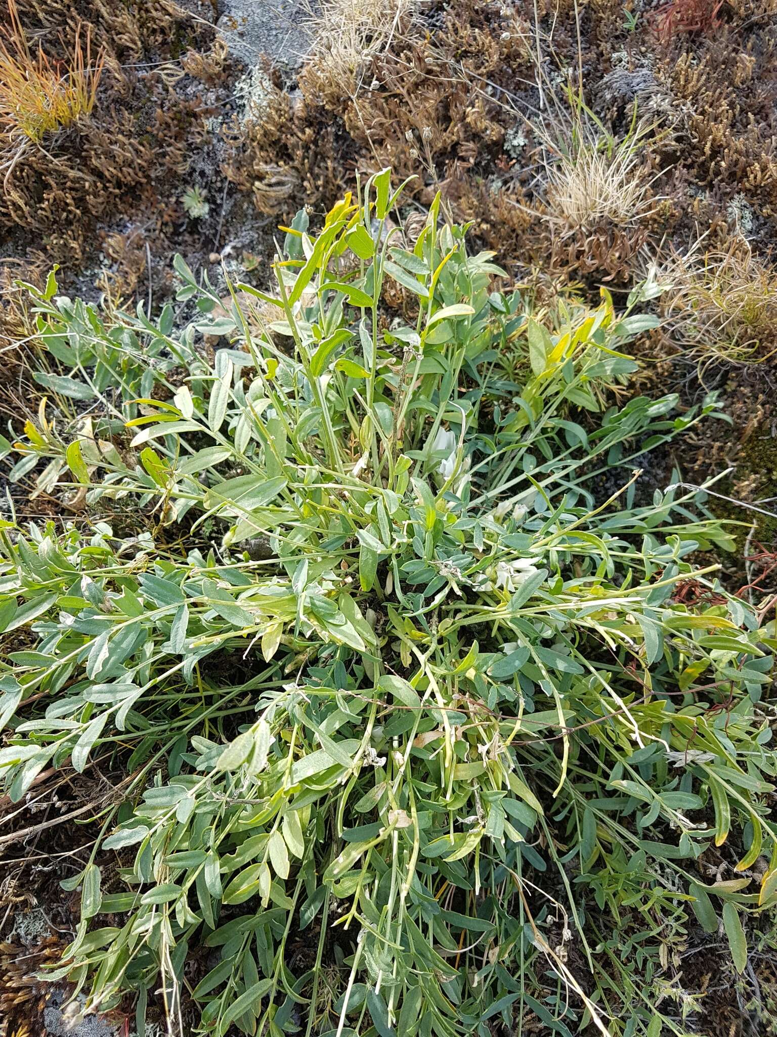 Image of Oxytropis caespitosa (Pall.) Pers.