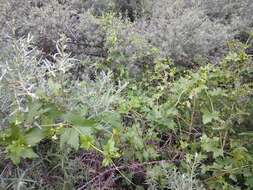 Image of white bryony