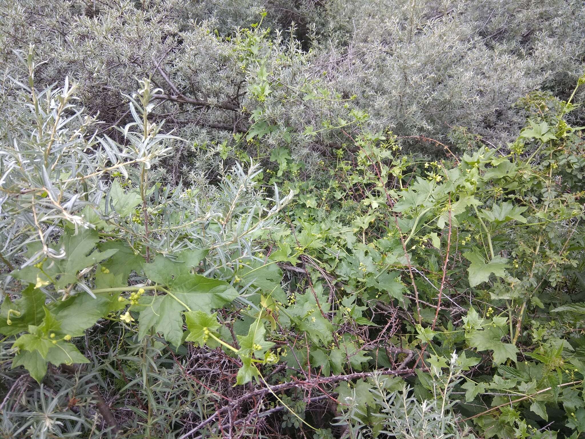 Image of white bryony