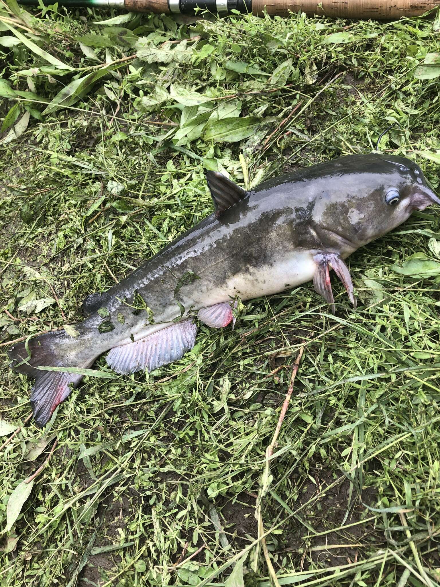 Image of White catfish