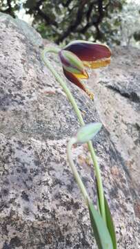 Image of Calochortus purpureus (Kunth) Baker