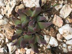 صورة Gibbaeum velutinum (L. Bol.) Schwant.