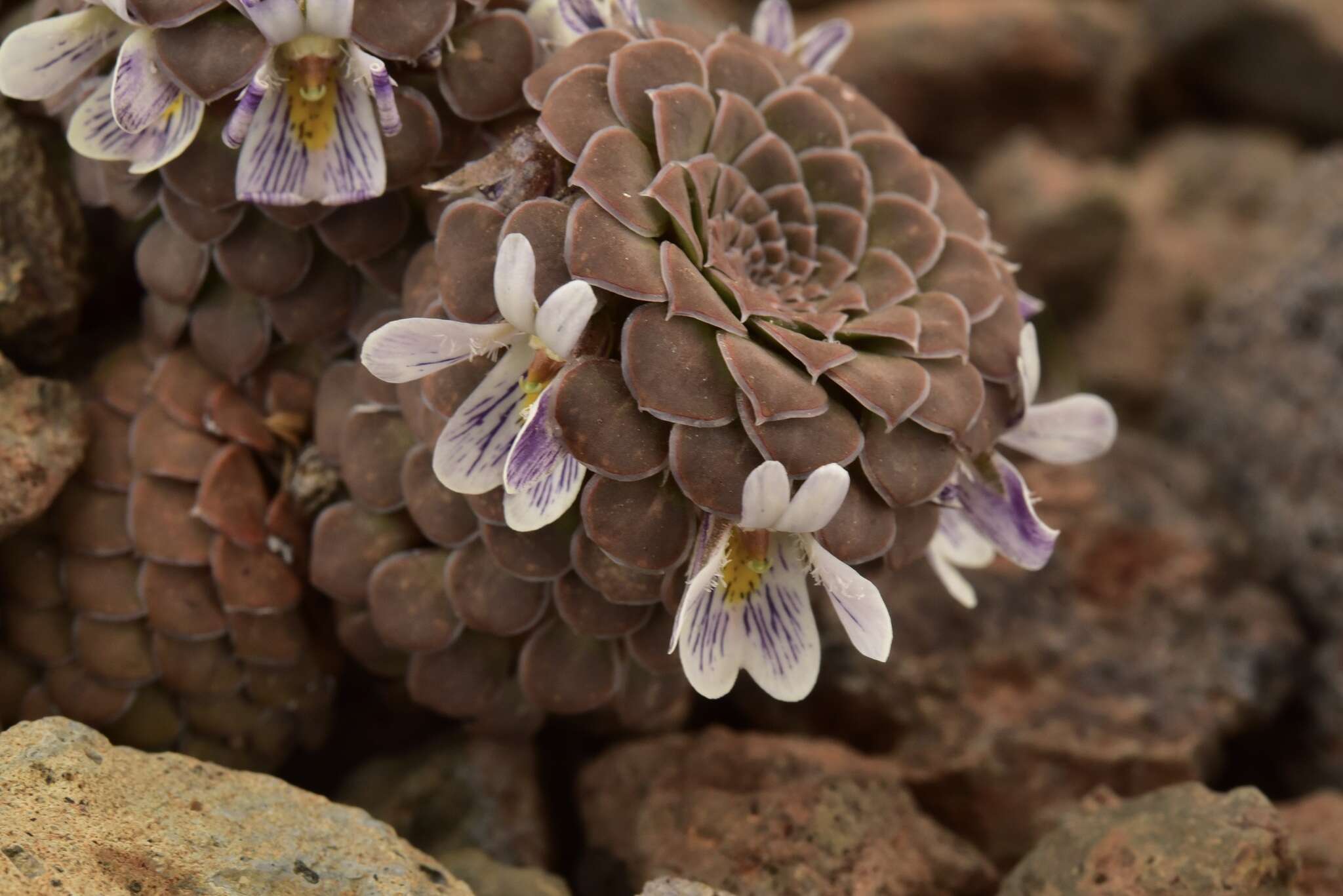 Image of Viola pachysoma