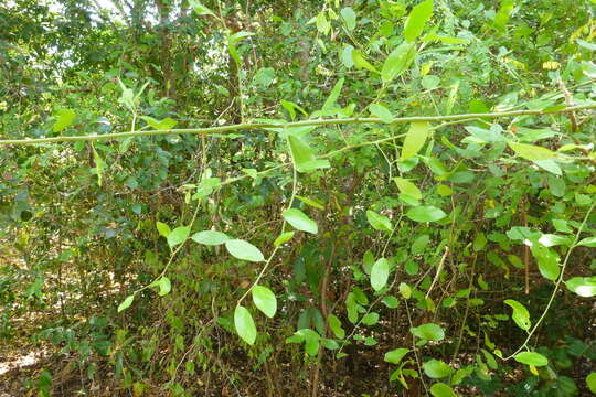 Image de Capparis lucida (DC.) R. Br. ex Benth.