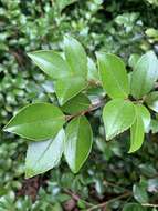 Image of Camellia brevistyla (Hayata) Cohen-Stuart