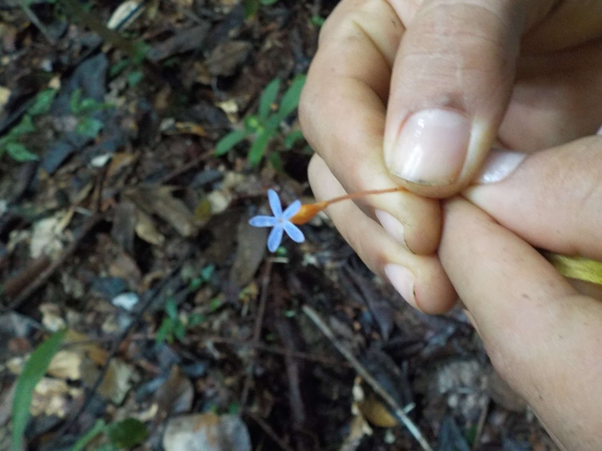 Image of Puerto Rico Ghostplant