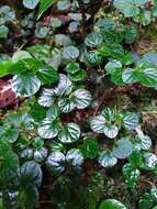 صورة Peperomia hispidula (Sw.) A. Dietr.