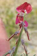 Image of Indigofera meyeriana Eckl. & Zeyh.