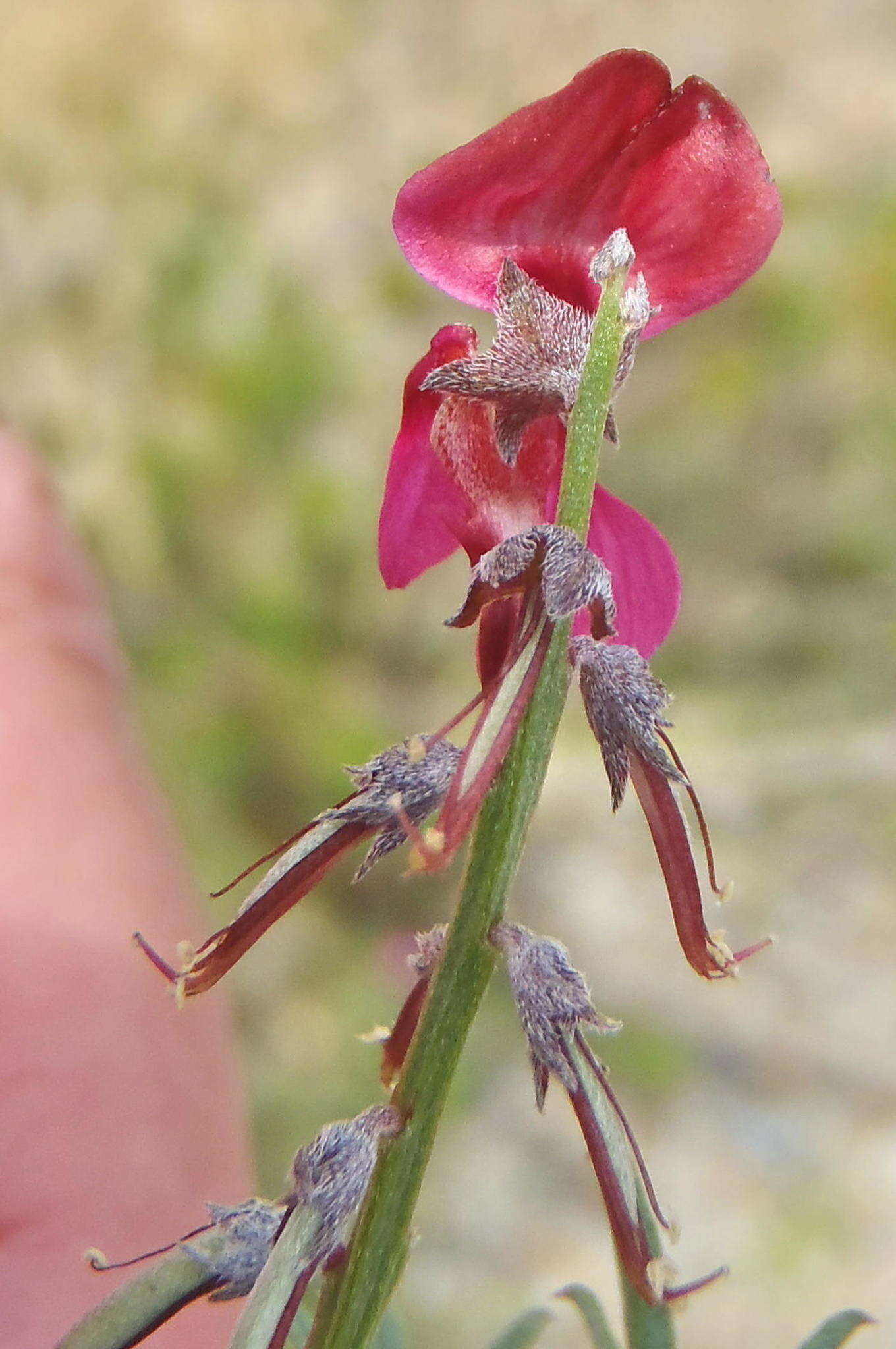 Image of Indigofera meyeriana Eckl. & Zeyh.