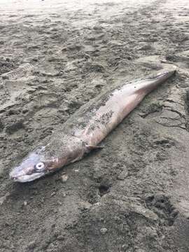 Image of Common conger-eel