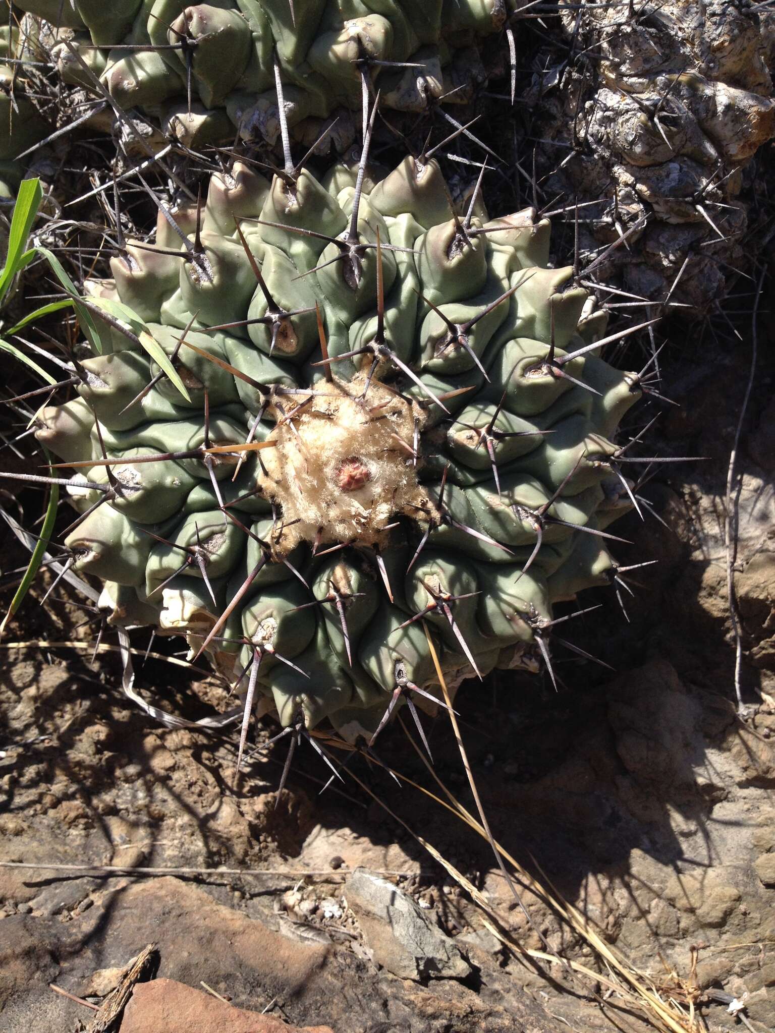 Image of Thelocactus rinconensis (Poselger) Britton & Rose